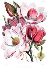 木兰花 点心
