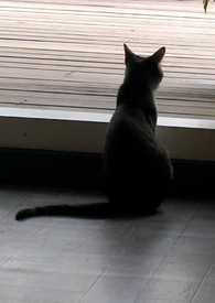 养一只猫弟弟